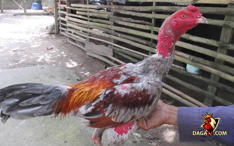 gà bị ké bầu diều