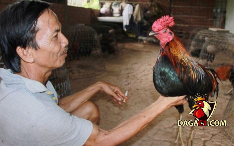 Gà bị sưng mắt có mủ