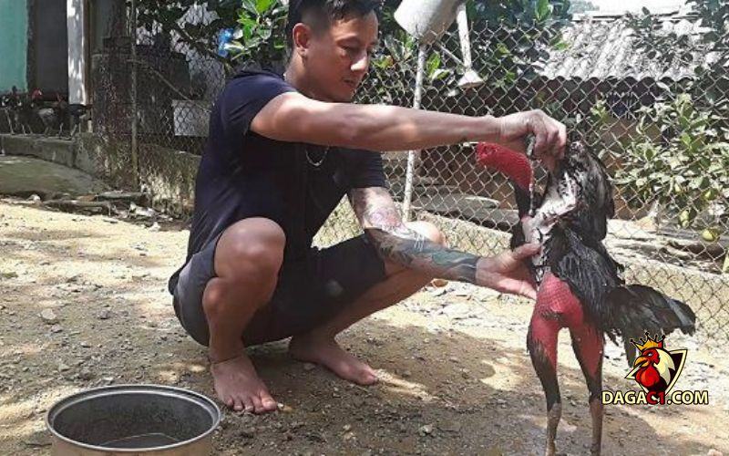 Gà bị tái mặt