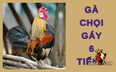Gà chọi gáy 6 tiếng