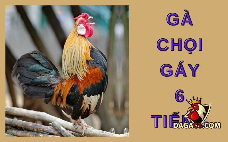 Gà chọi gáy 6 tiếng