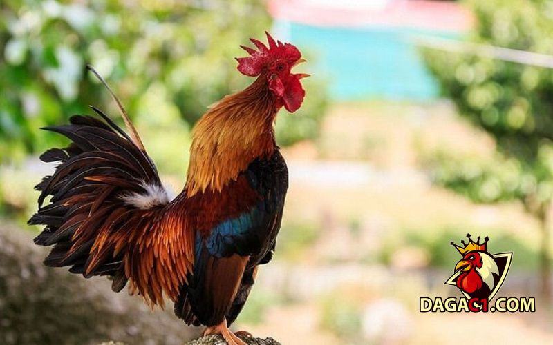Gà chọi gáy 6 tiếng