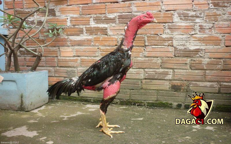 ga choi Hai Duong