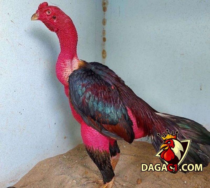 Gà chọi Thổ Hà