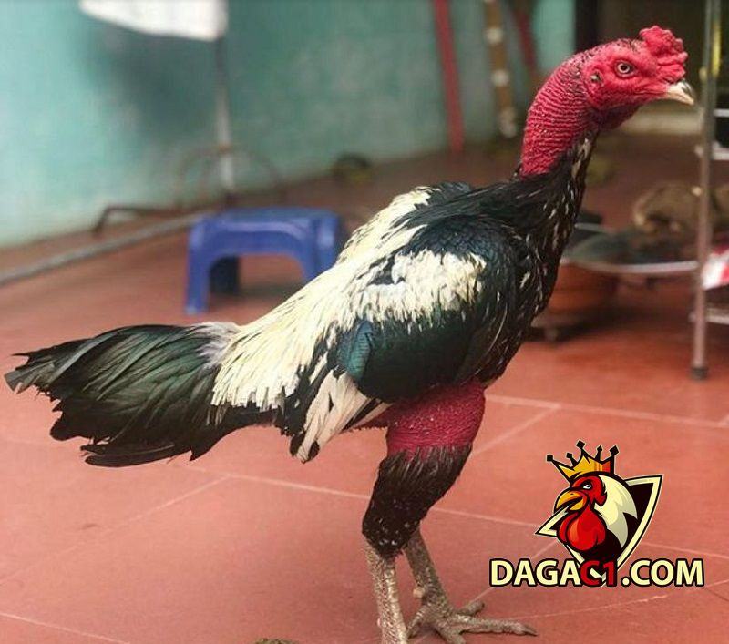 Gà chọi Thổ Hà