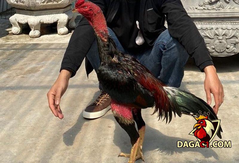 Gà chọi Thổ Hà