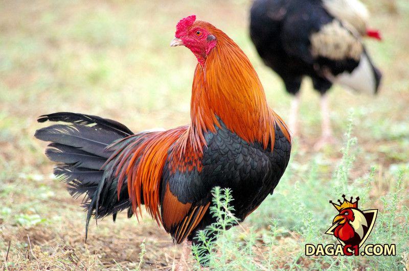 gà điều chân vàng