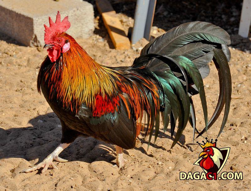 gà điều chân vàng