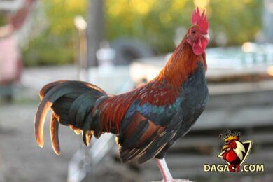 gà điều chân vàng