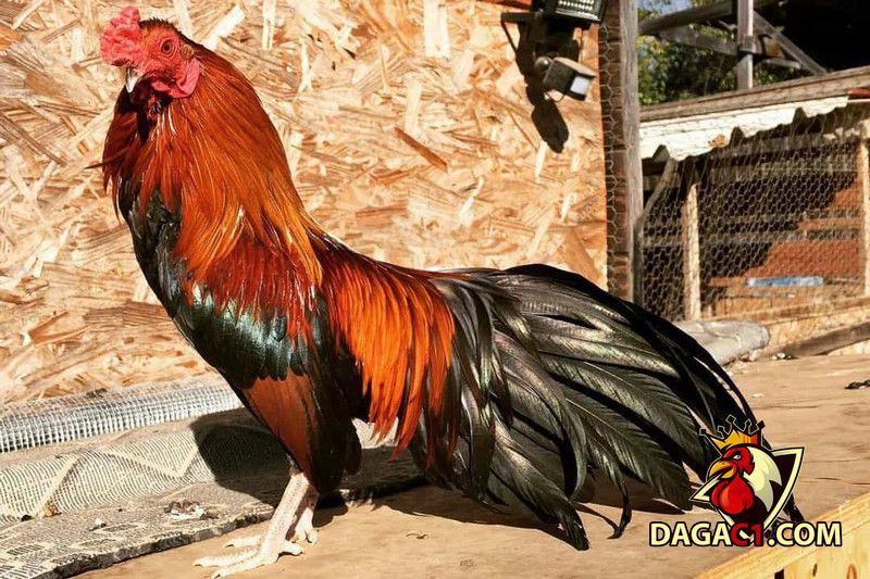 gà điều chân vàng