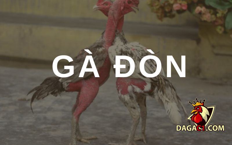 Gà đòn