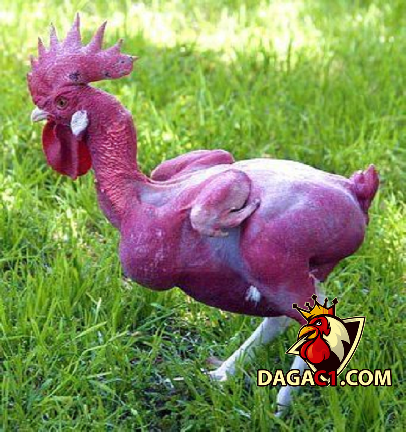 Gà không lông