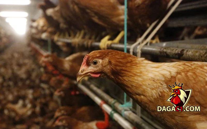 gà mái có cựa tốt hay xấu