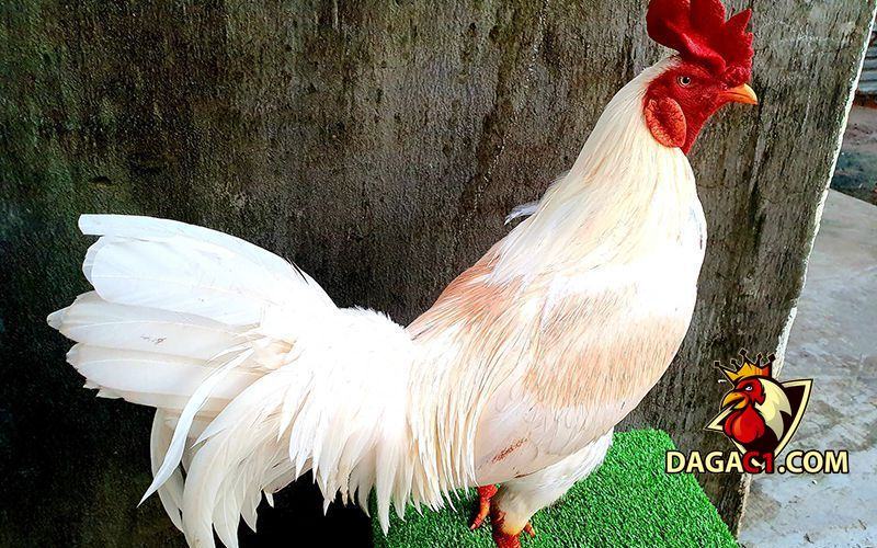 gà mái có cựa tốt hay xấu