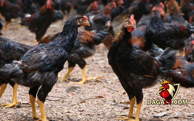 gà mái có cựa tốt hay xấu