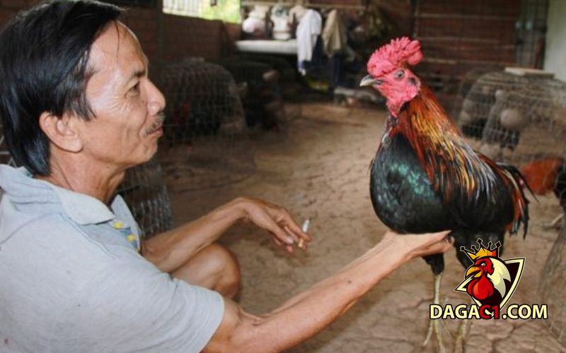Gà mao vua