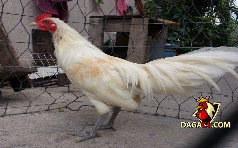 Gà nhạn chân trắng