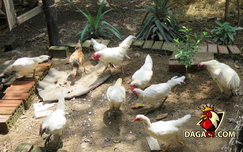 Gà rừng lông trắng