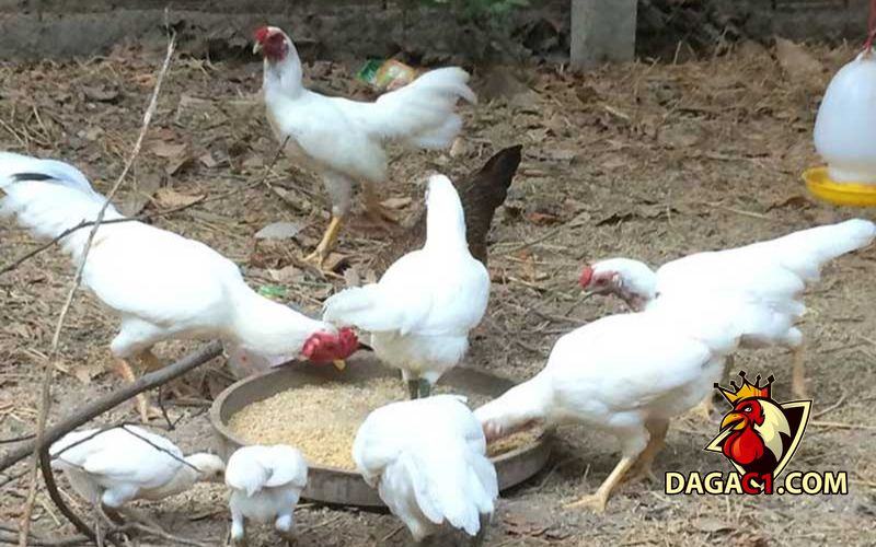 Gà rừng lông trắng