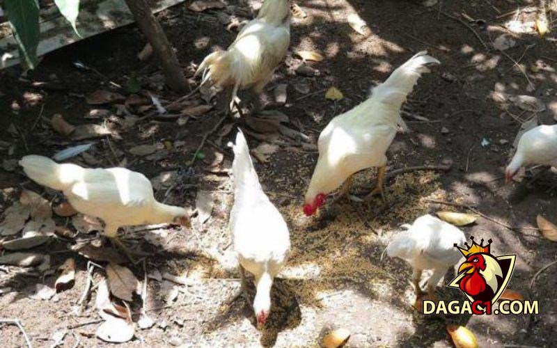Gà rừng lông trắng