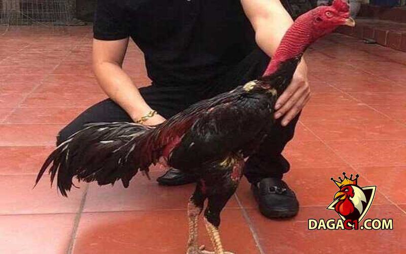 Gà Tía Thiên Lôi