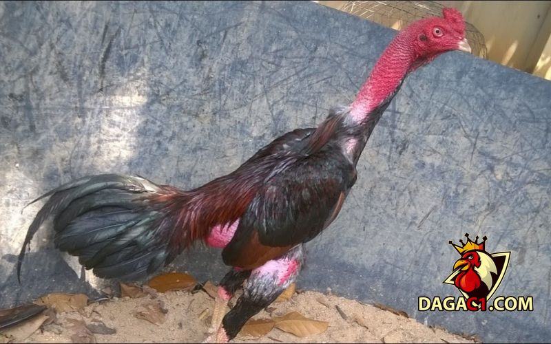 Gà Tía Thiên Lôi