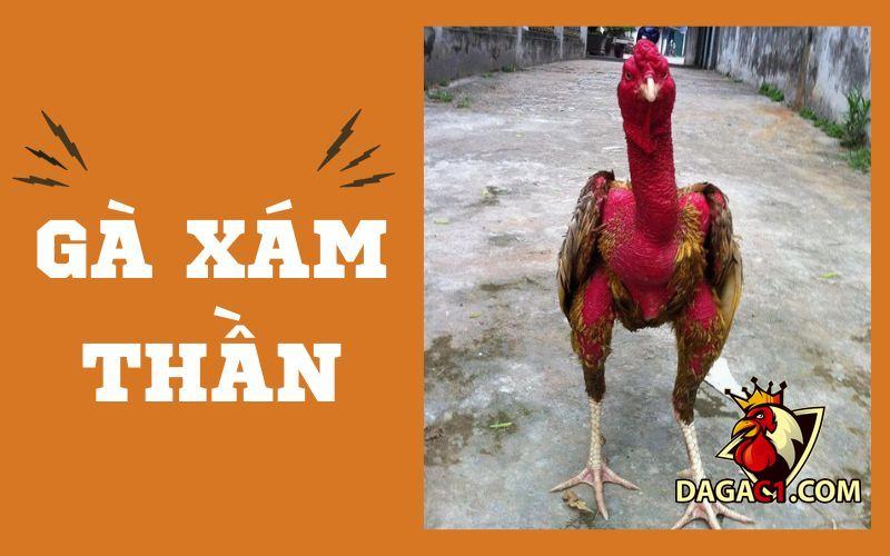 ga xam than