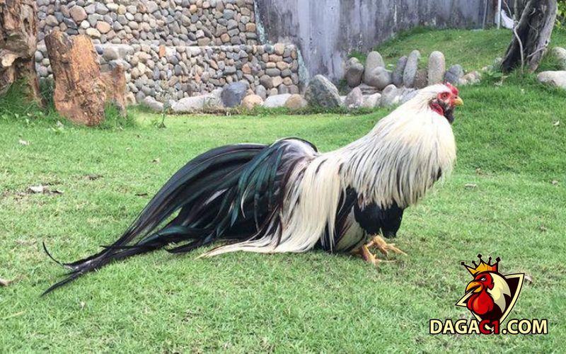 Giá bán gà tre Tân Châu