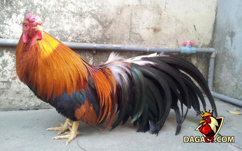 Giá bán gà tre Tân Châu