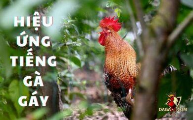 hiệu ứng tiếng gà gáy