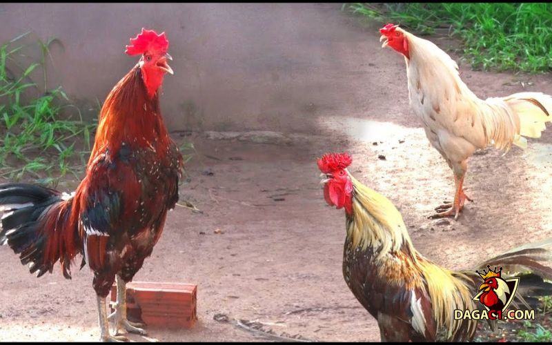 hiệu ứng tiếng gà gáy