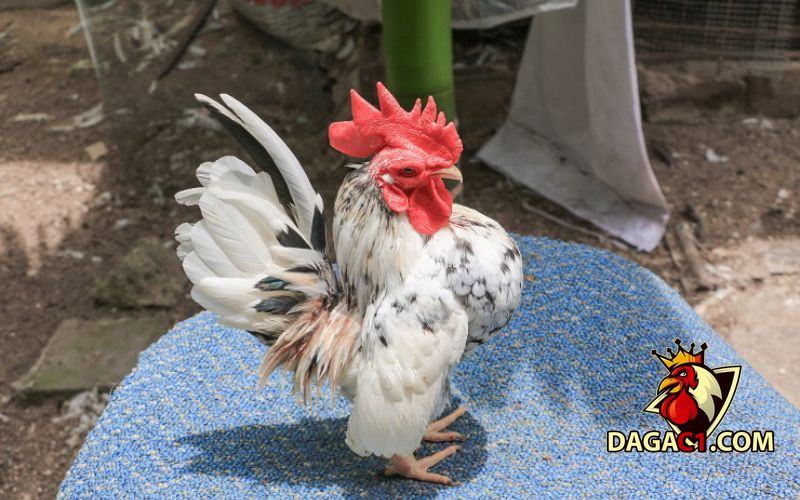 hình ảnh gà tre đẹp nhất
