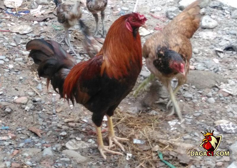 Kỹ thuật nuôi gà đá Cao Lãnh