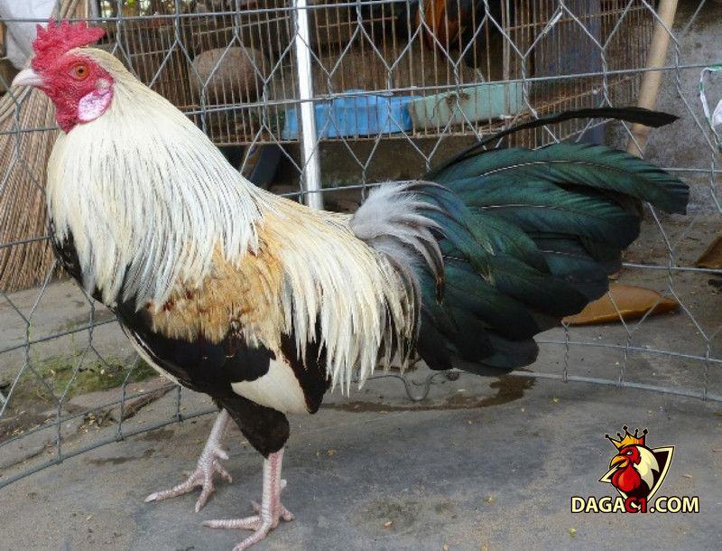 Kỹ thuật nuôi gà đá Cao Lãnh