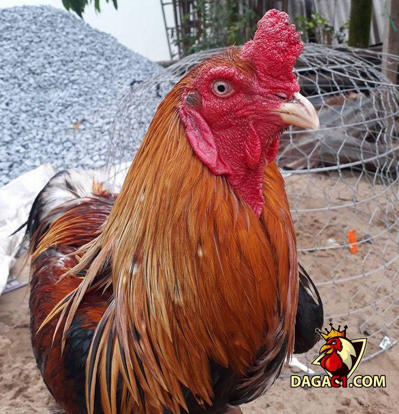 Kỹ thuật nuôi gà đá Cao Lãnh
