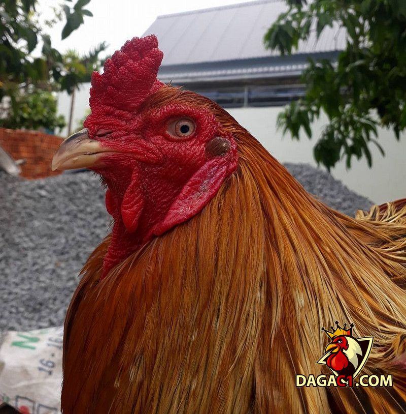 Kỹ thuật nuôi gà đá Cao Lãnh