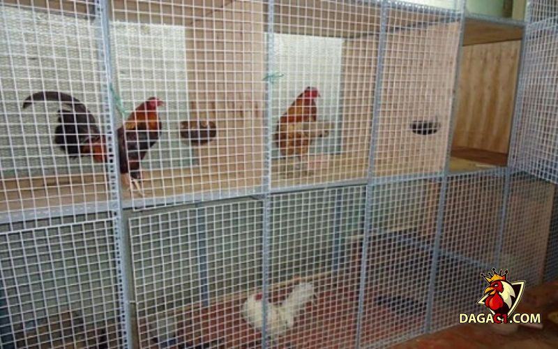 làm chuồng gà bằng lưới mắt cáo