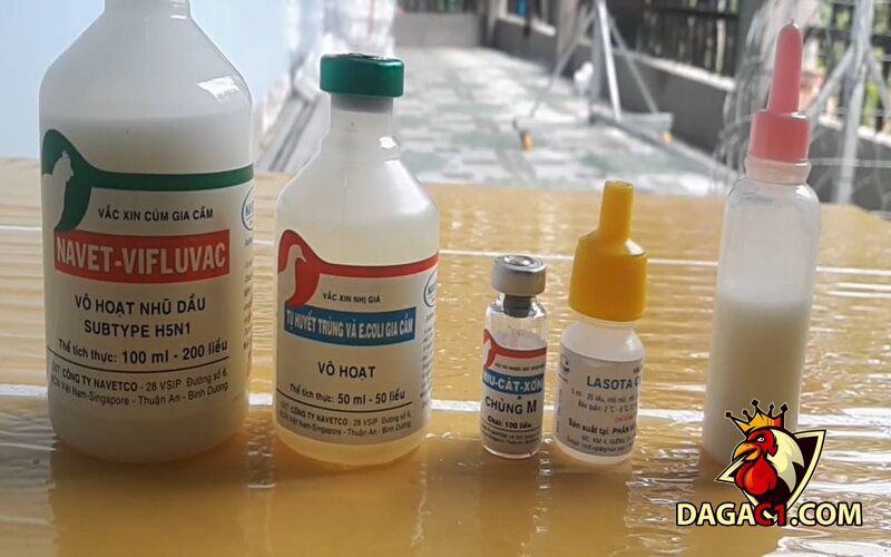 Mua vacxin cho gà ở đâu