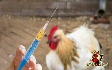Mua vacxin cho gà ở đâu