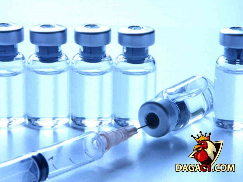 Sử dụng kháng sinh phòng ngừa cho gà đá