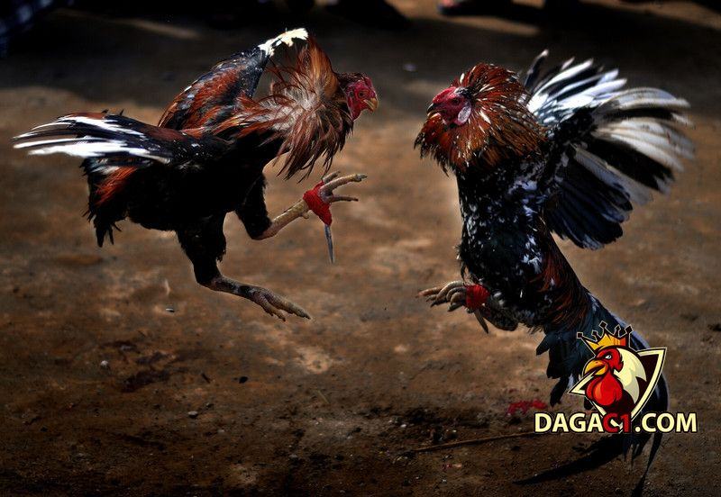 Những đòn đá chết gà