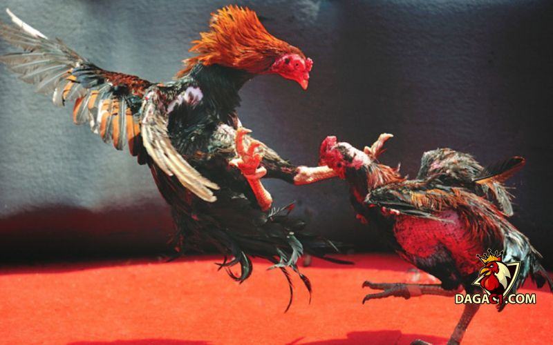 rút tiền chơi đá gà