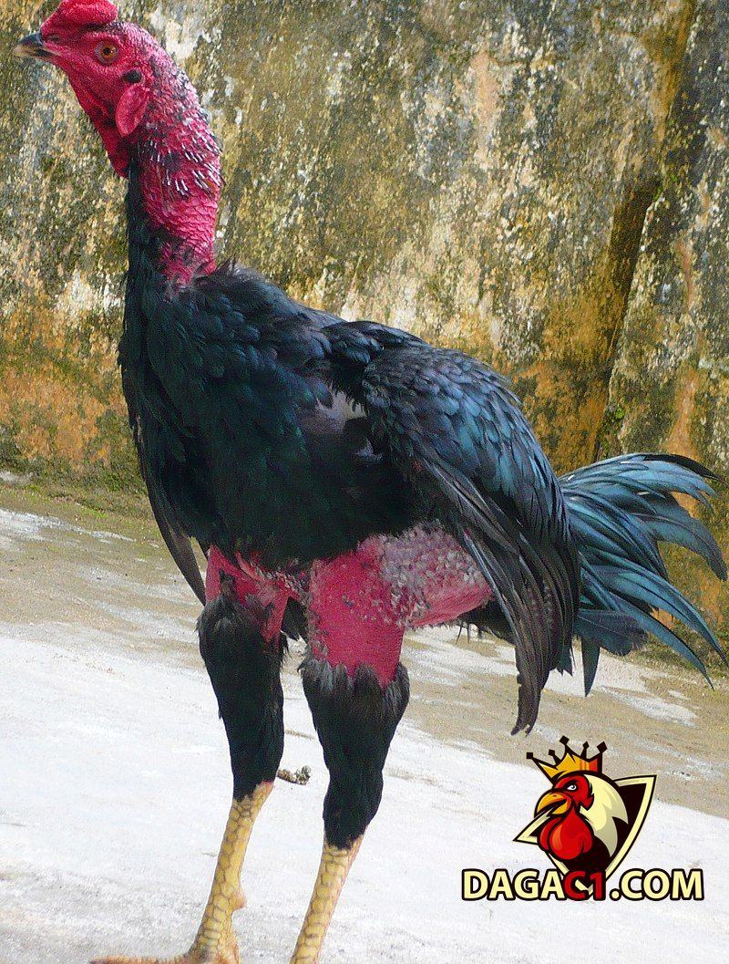 thuoc bo cho ga da cua sat