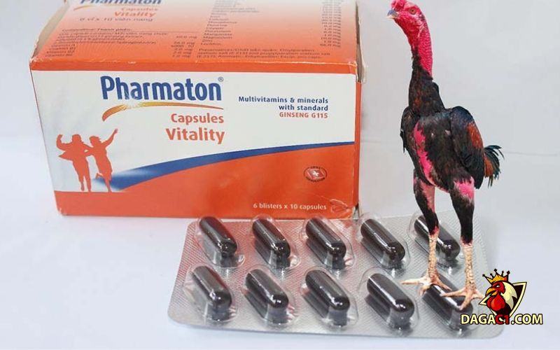 Thuốc Tây cho gà đá cựa sắt