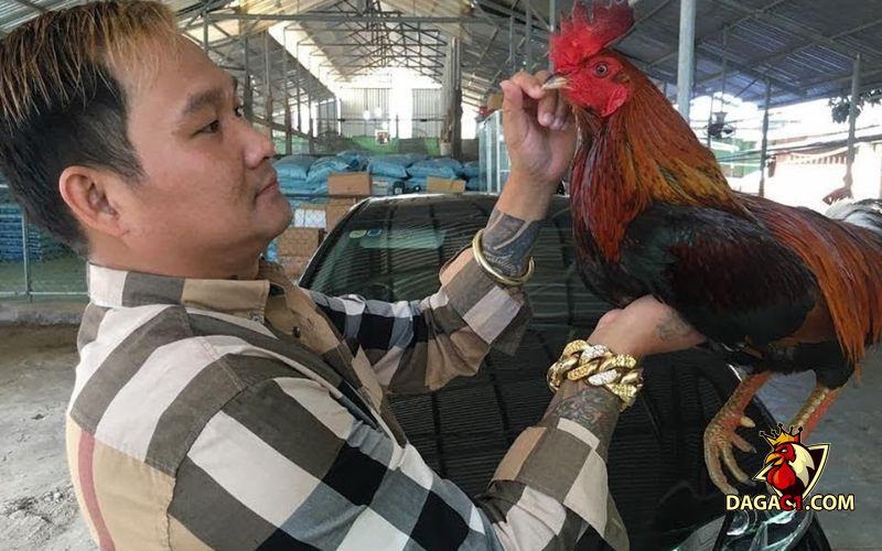 Thuốc Tây cho gà đá cựa sắt