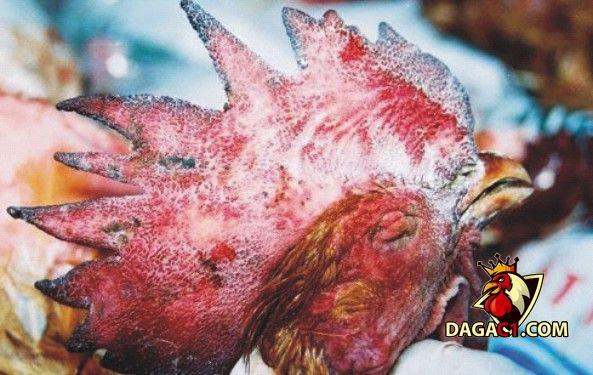 Triệu chứng bệnh tụ huyết trùng ở gà