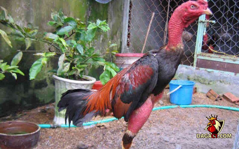 vảy dặm ngón giữa