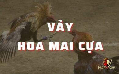 Vảy hoa mai cựa