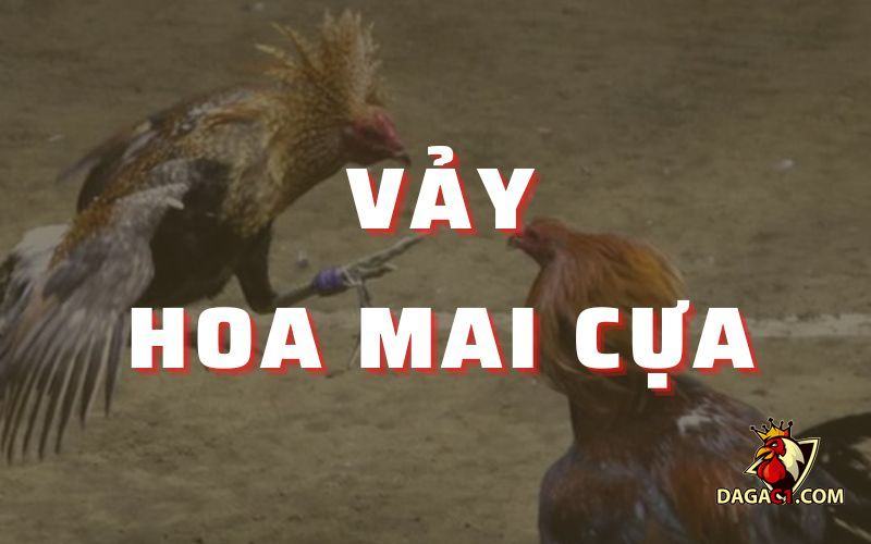 Vảy hoa mai cựa