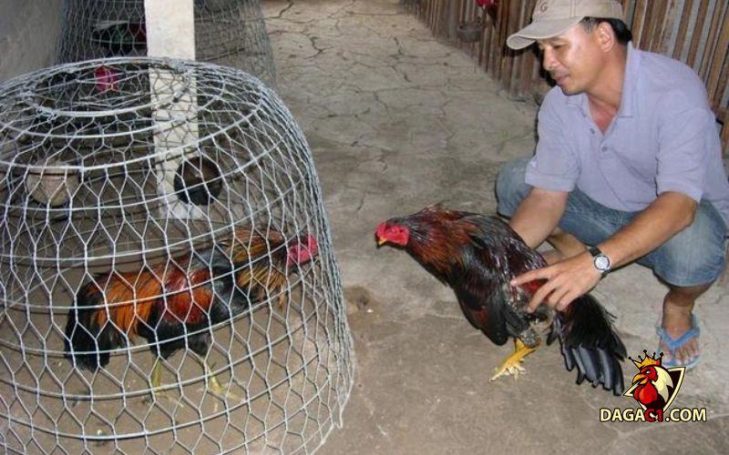Vảy hoa mai cựa
